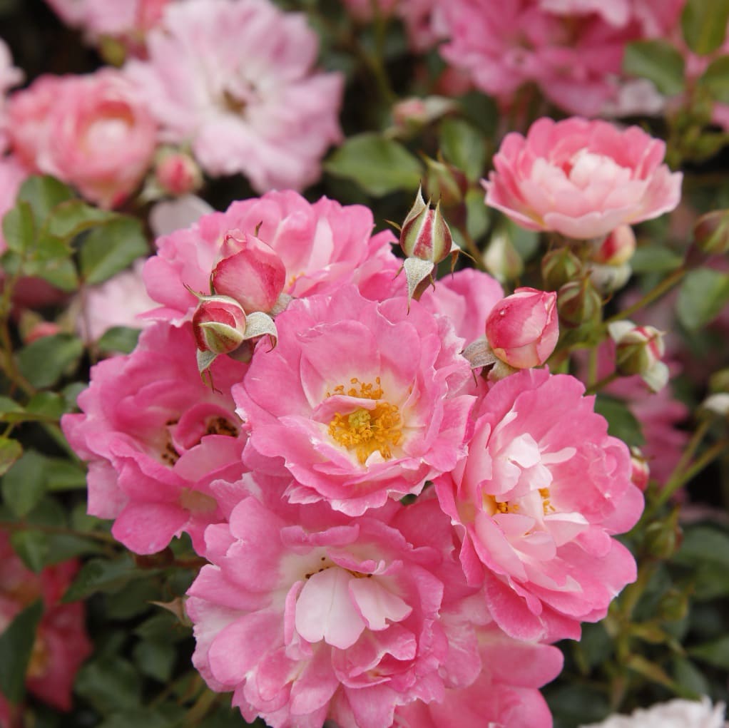 Rosa Flirt 2011®