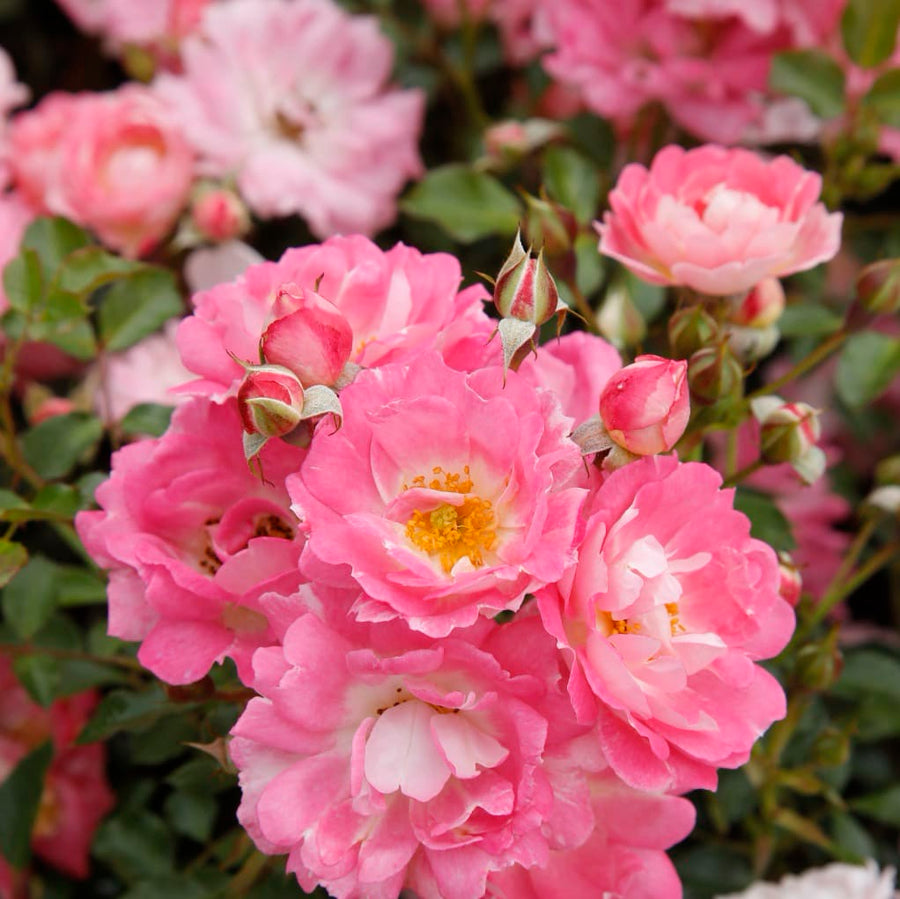 Rosa Flirt 2011®