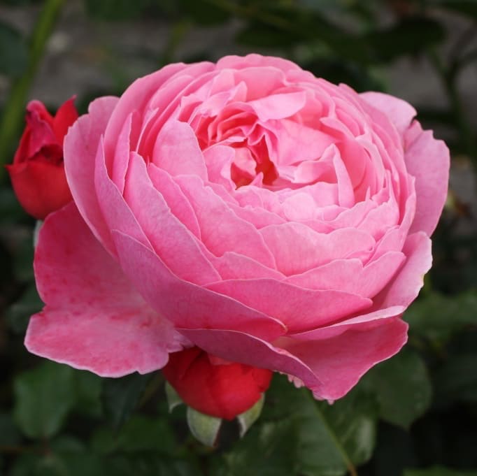 Rosa Flora Colonia