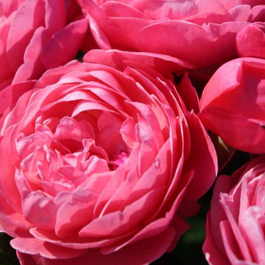 Rosa Flora Colonia