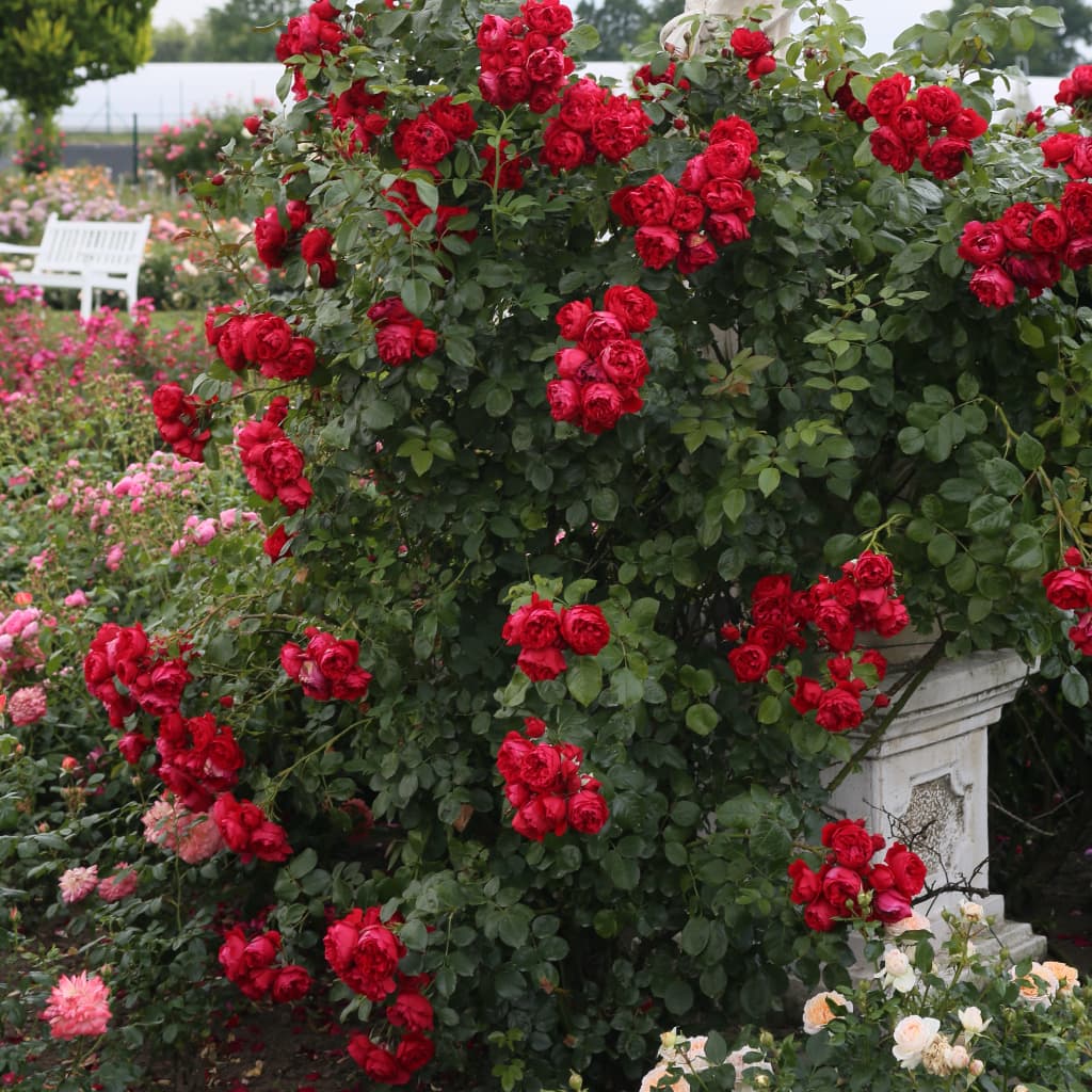 Rosa Florentina®