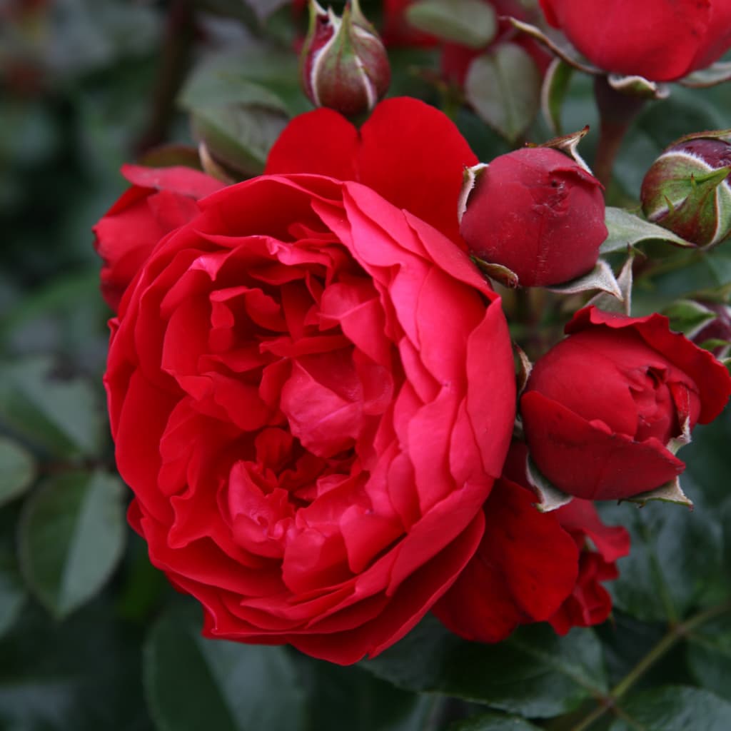 Rosa Florentina®