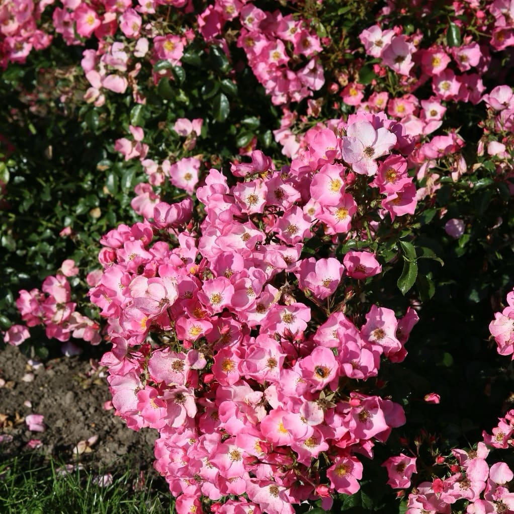 Rosa Fortuna®