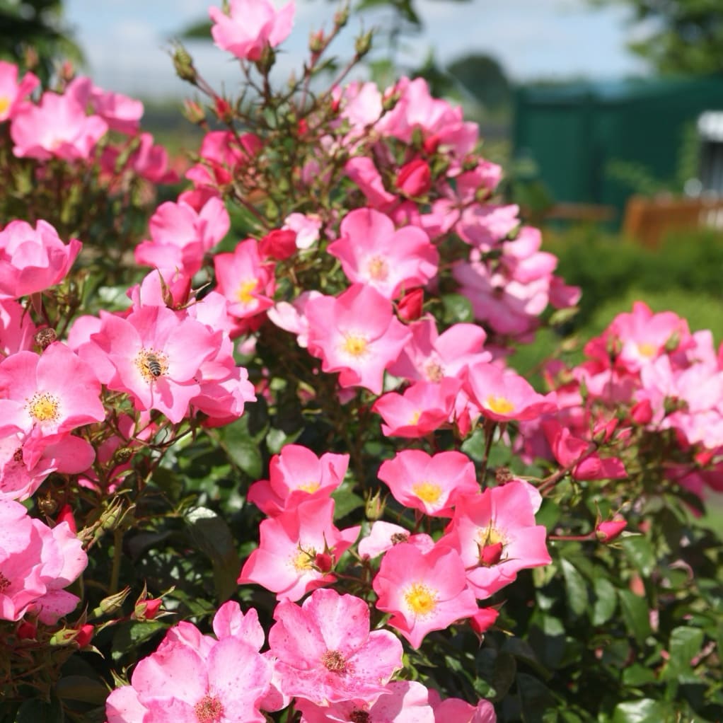 Rosa Fortuna®