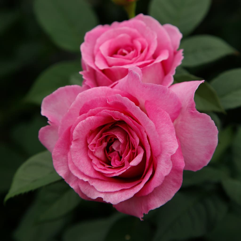Rosa Fräulein Maria