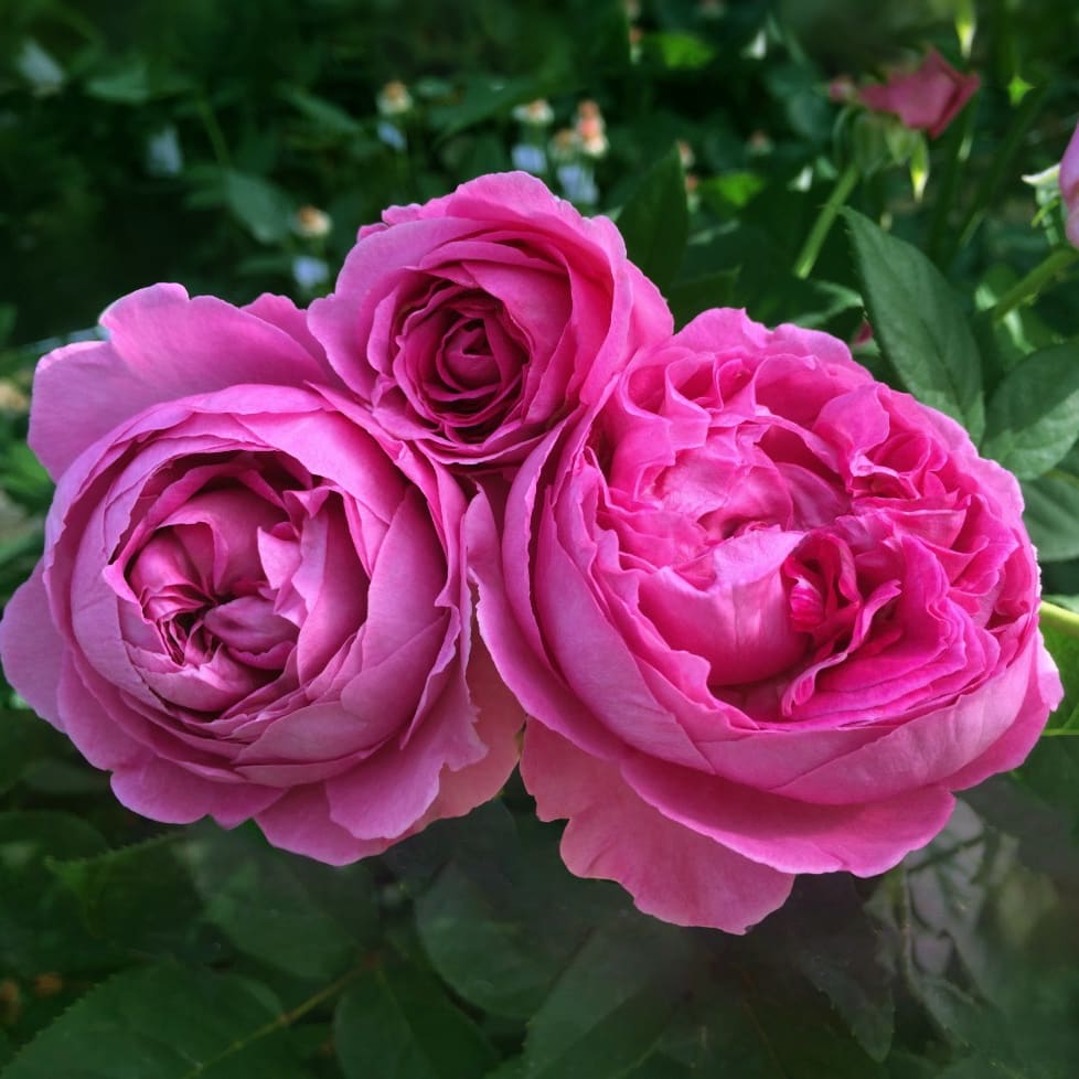 Rosa Fräulein Maria