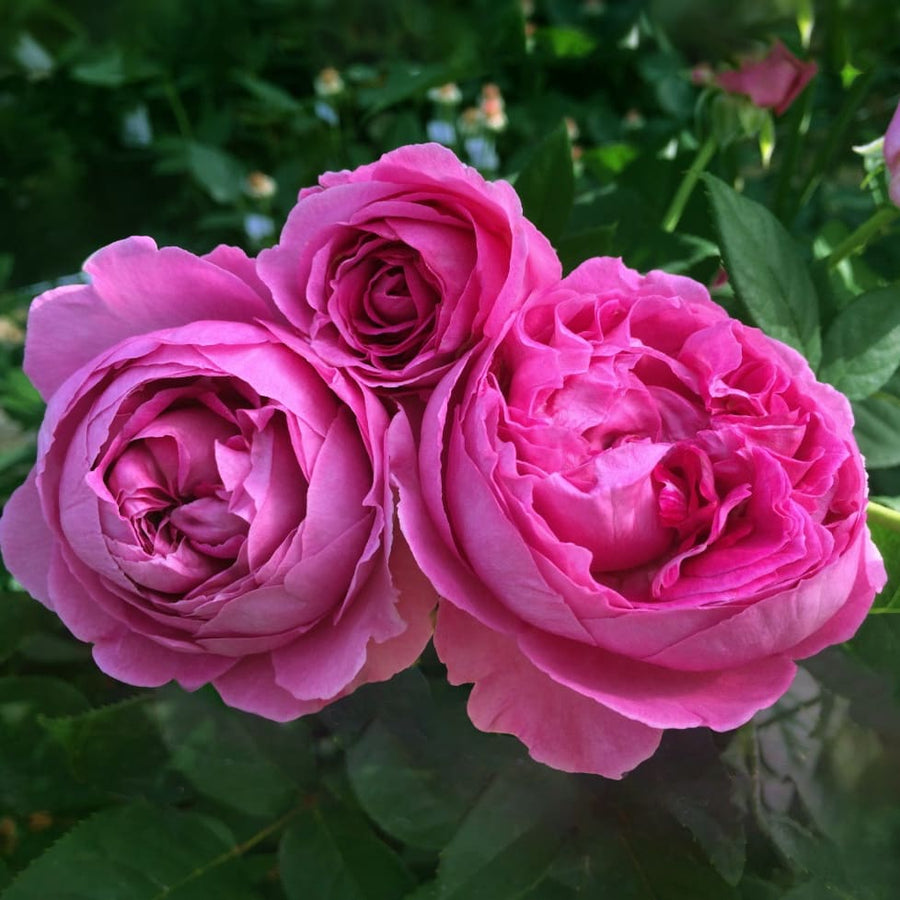 Rosa Fräulein Maria