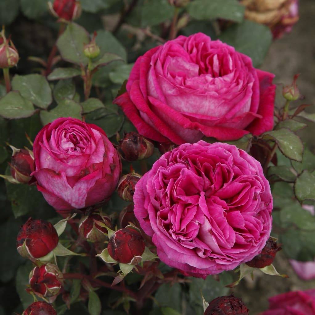 Rosa Freifrau Caroline®