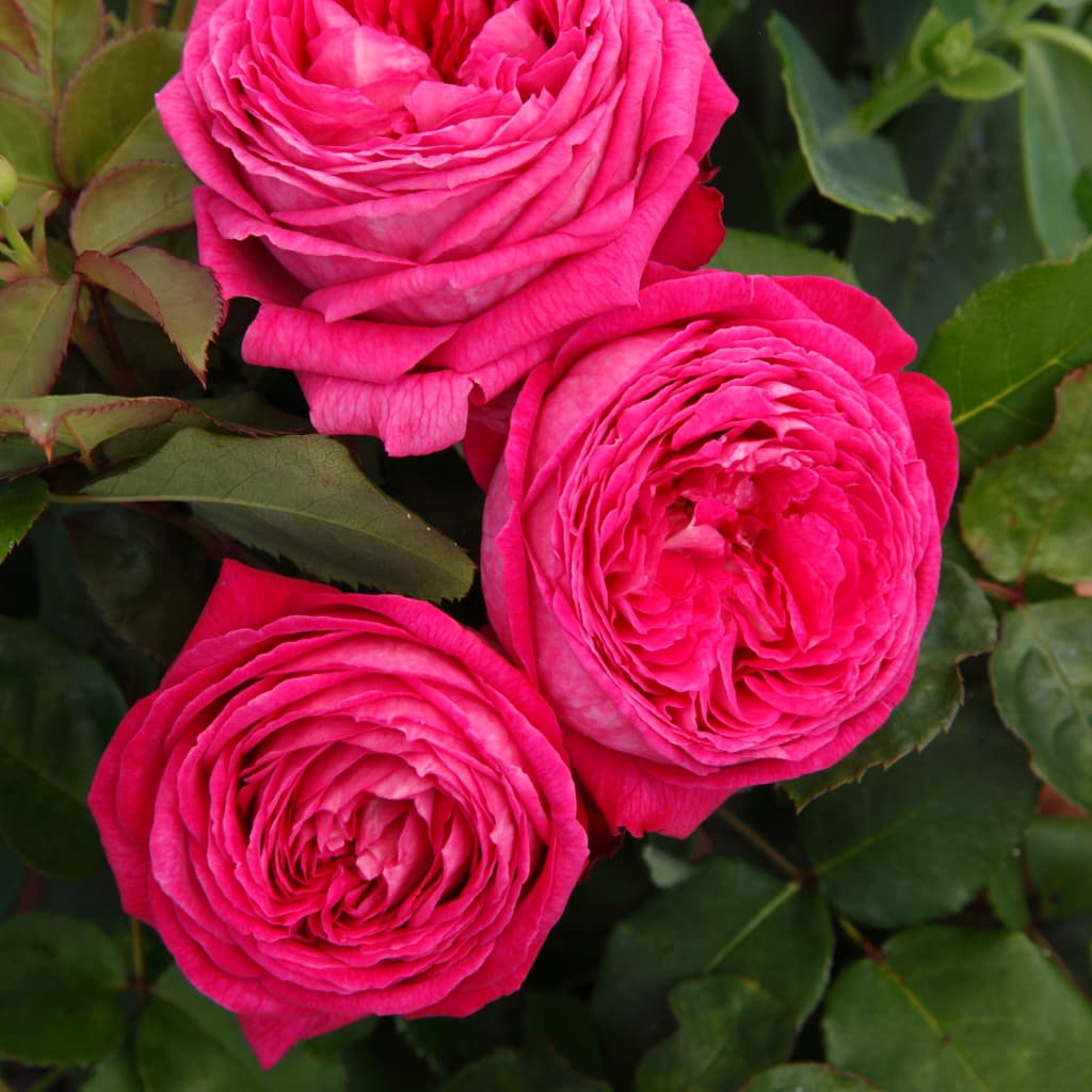 Rosa Freifrau Caroline®