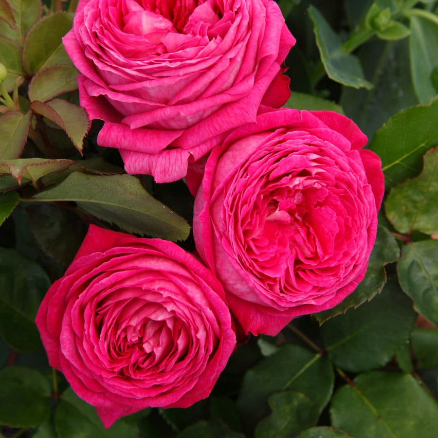 Rosa Freifrau Caroline®