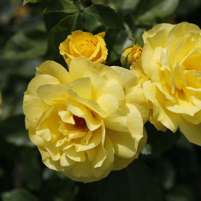 Rosa Friesia®