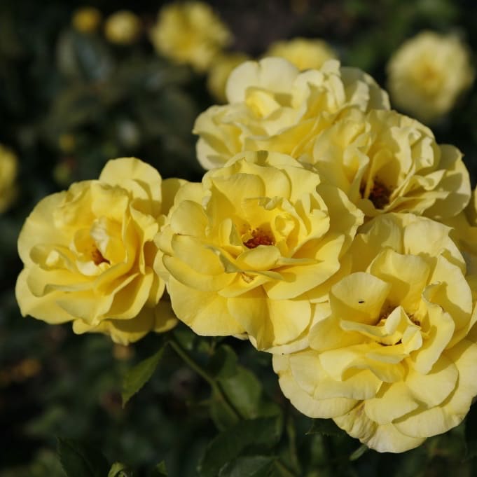 Rosa Friesia®