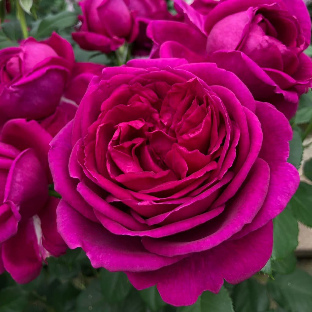 Rosa Für Elise