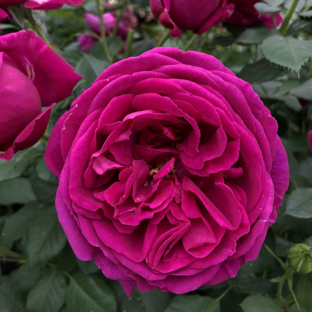 Rosa Für Elise