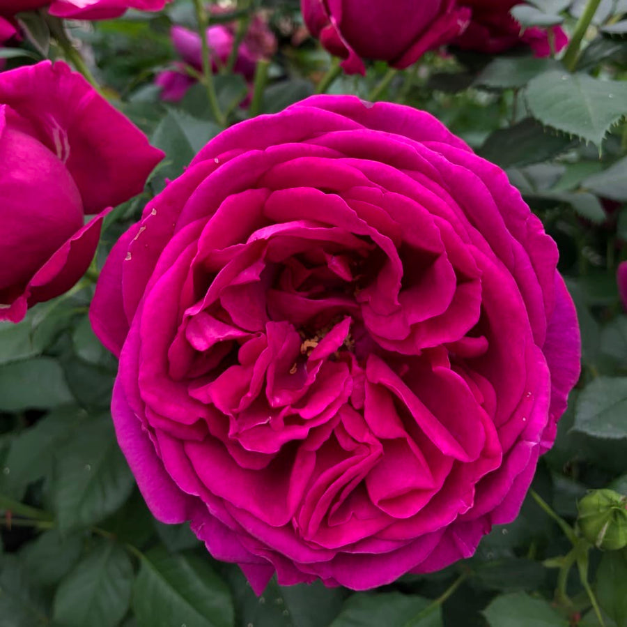 Rosa Für Elise