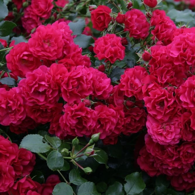 Rosa Gärtnerfreude®