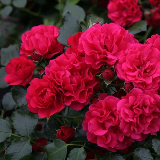 Rosa Gärtnerfreude®