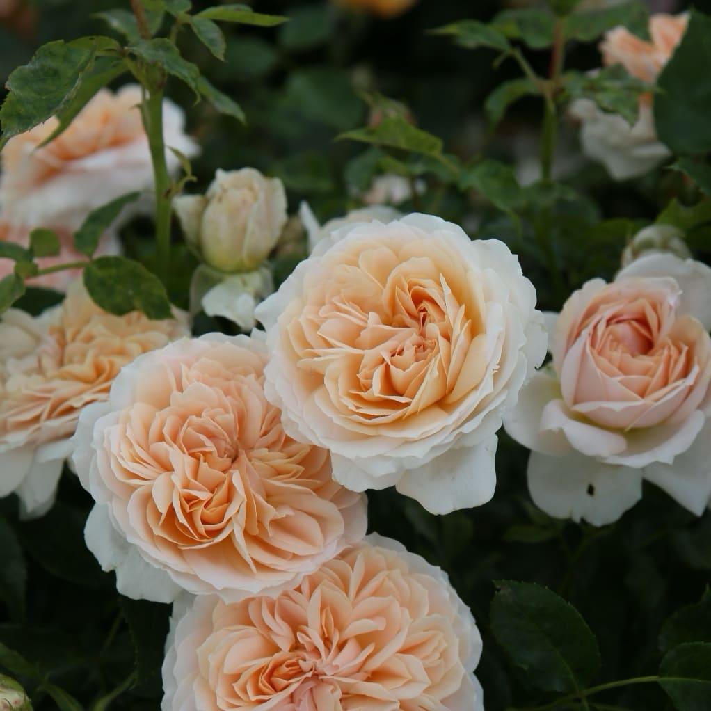 Rosa Garden of Roses®