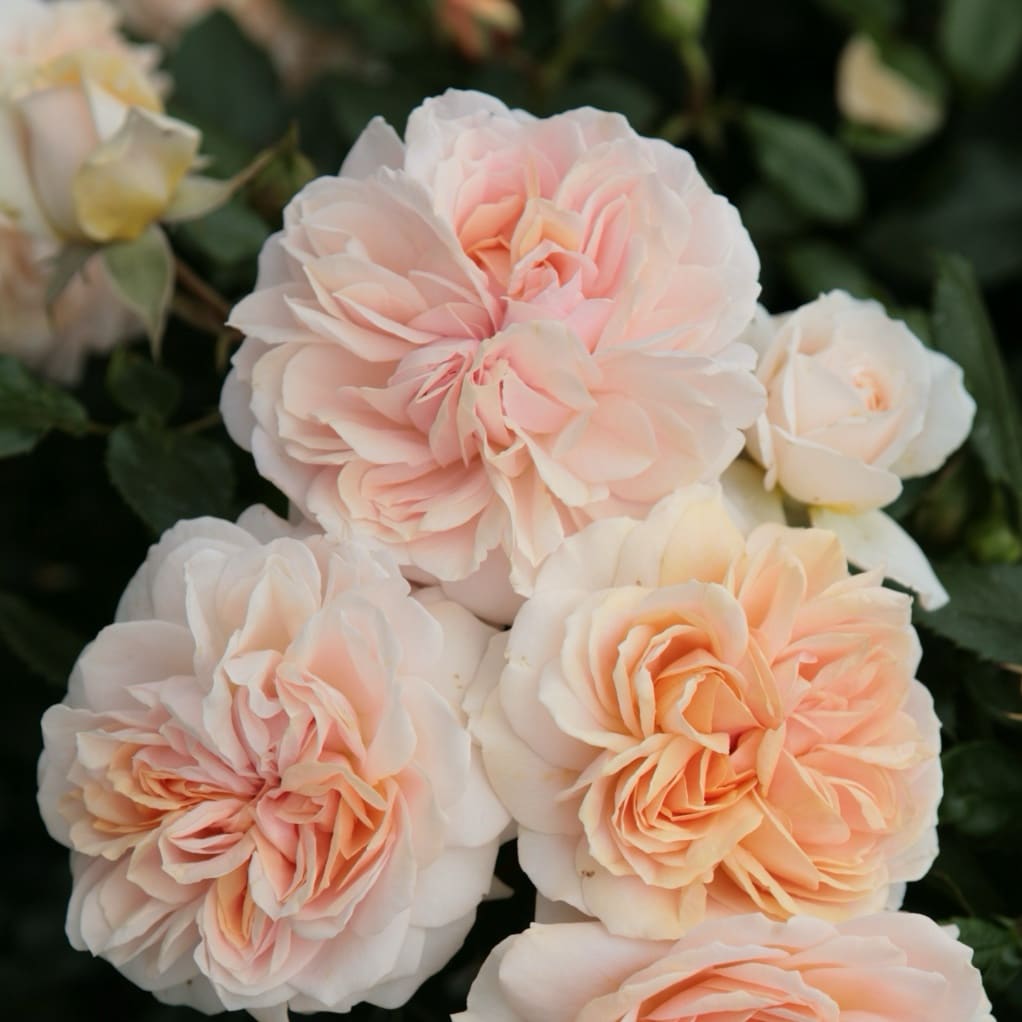 Rosa Garden of Roses®