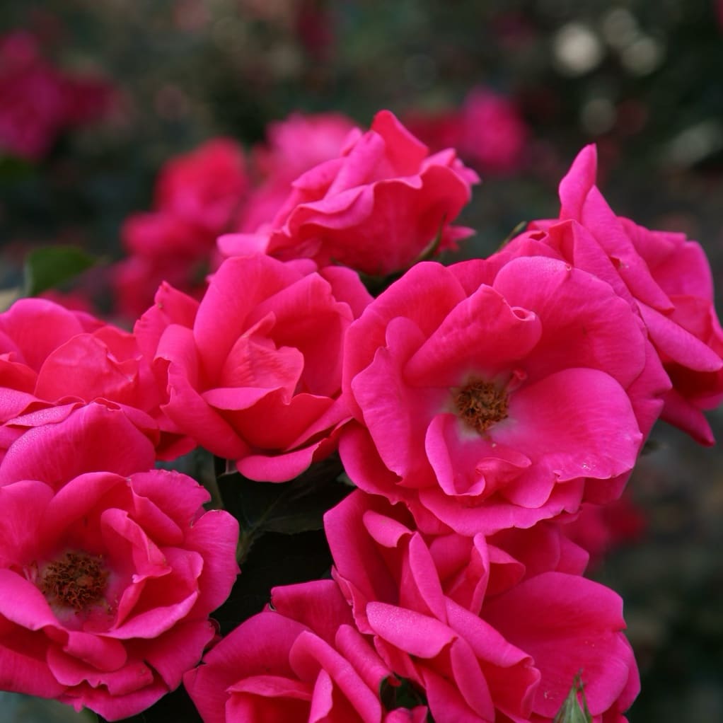 Rosa Gartenfreund®