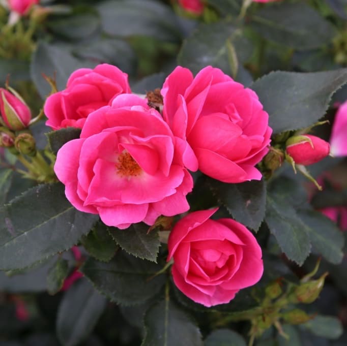 Rosa Gartenfreund®
