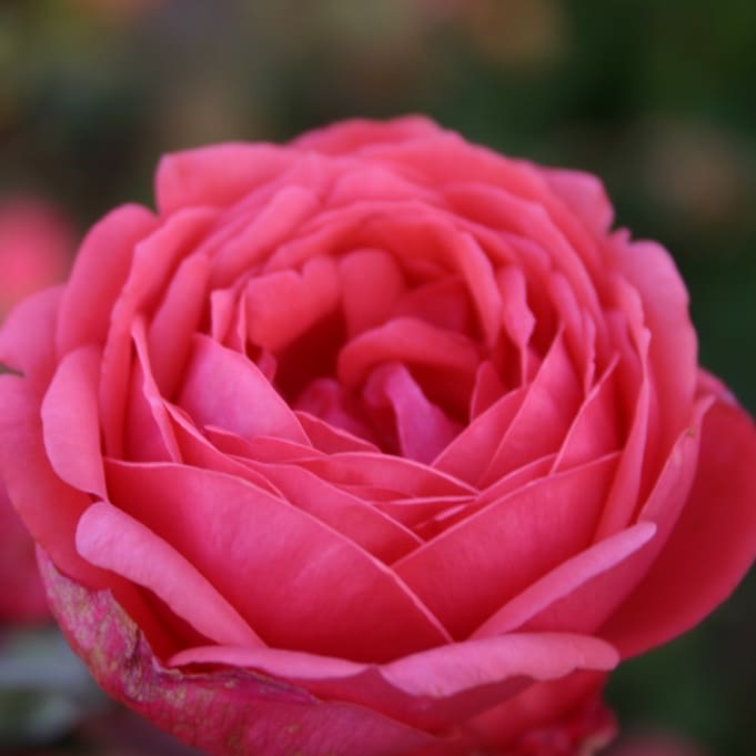 Rosa Gartenprinzessin Marie-José