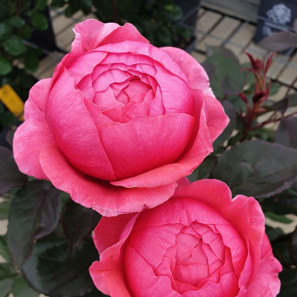Rosa Gartenprinzessin Marie-José