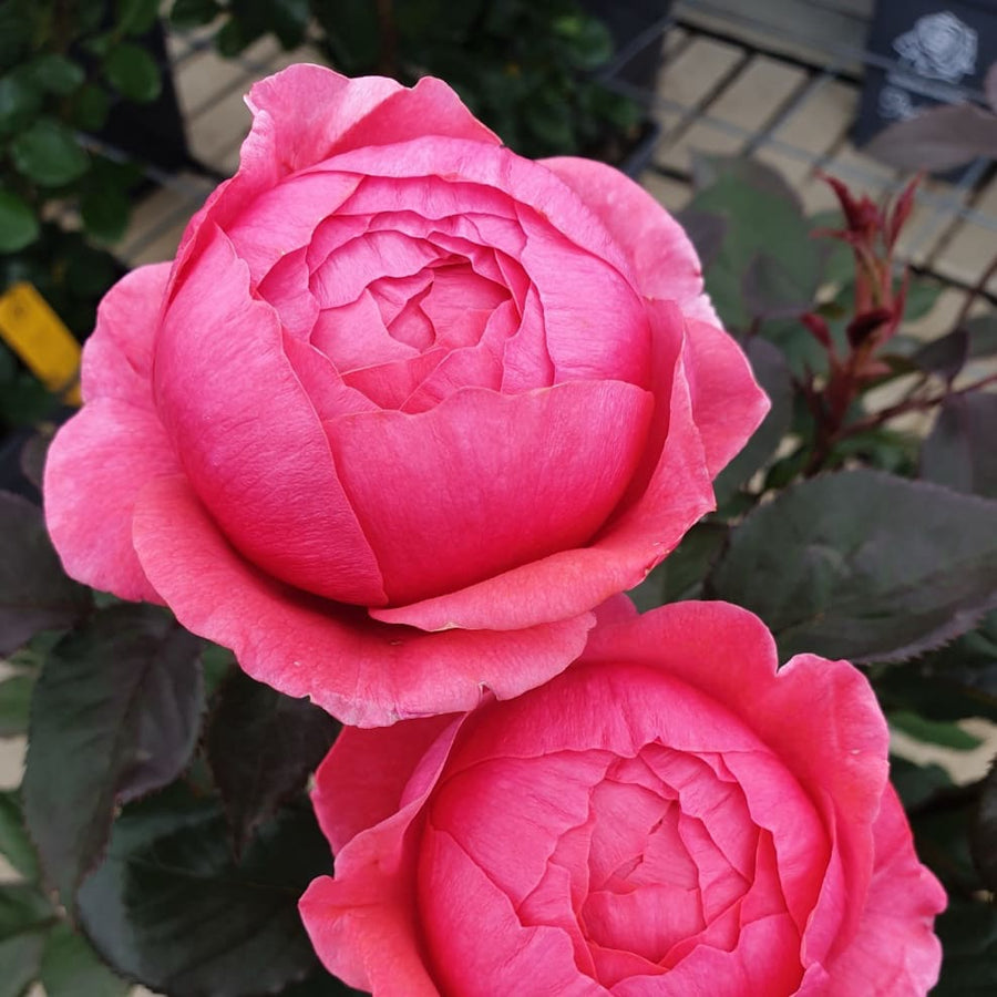 Rosa Gartenprinzessin Marie-José