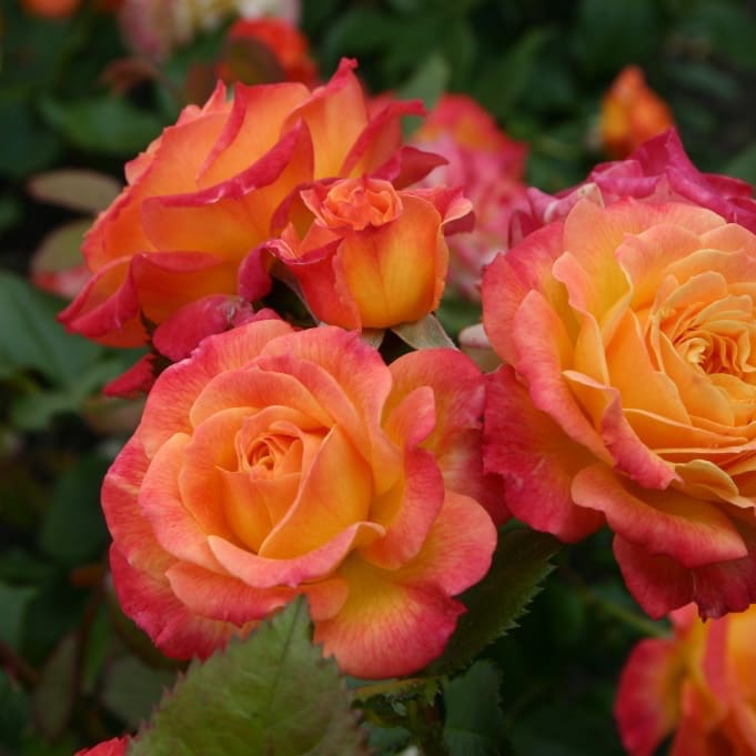 Rosa Gartenspaß