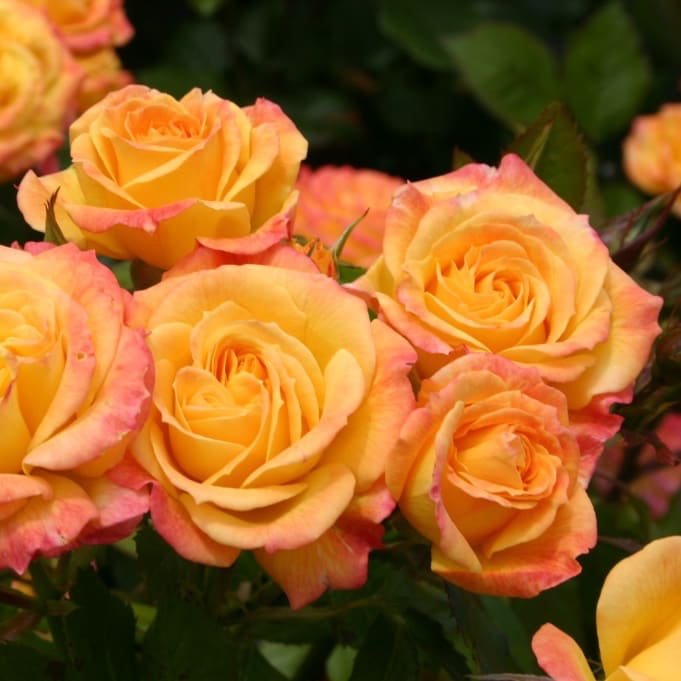 Rosa Gartenspaß