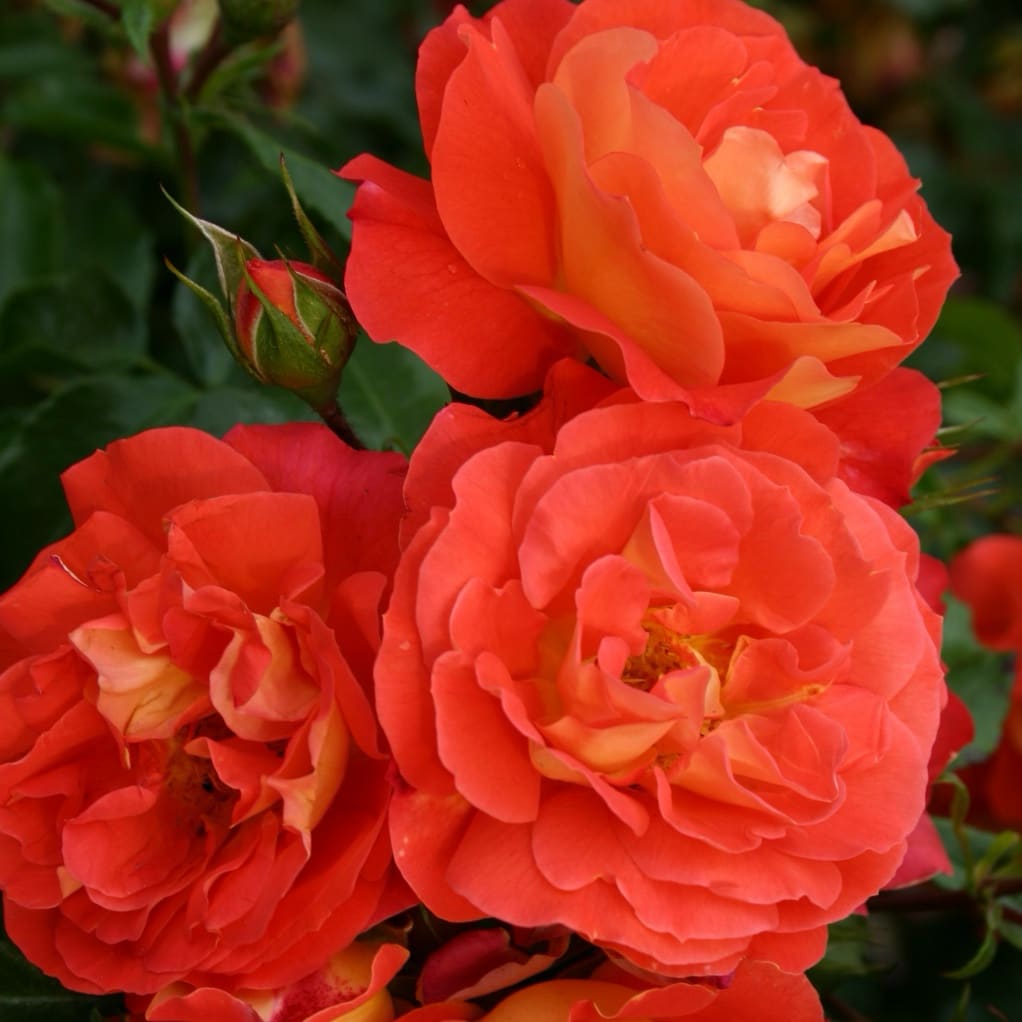 Rosa Gebrüder Grimm®