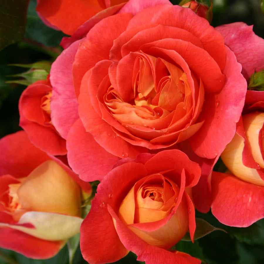 Rosa Gebrüder Grimm®