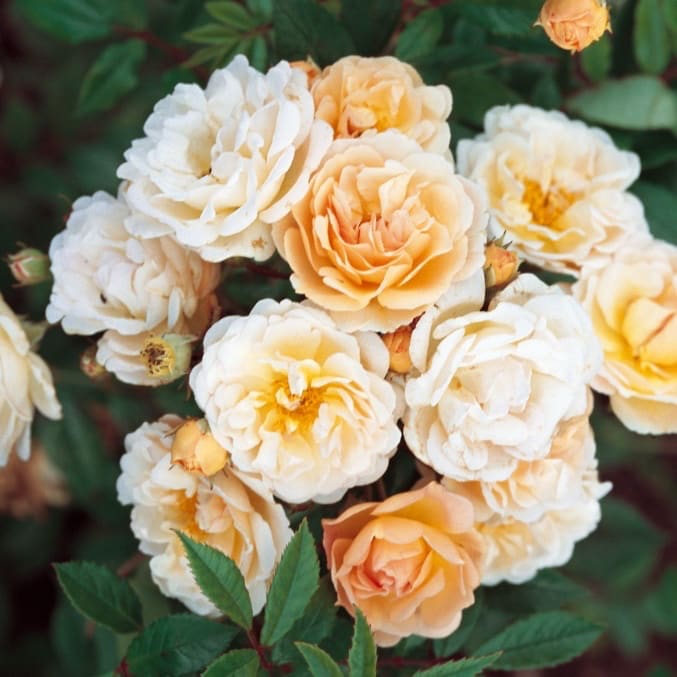 Rosa Ghislaine de Féligonde