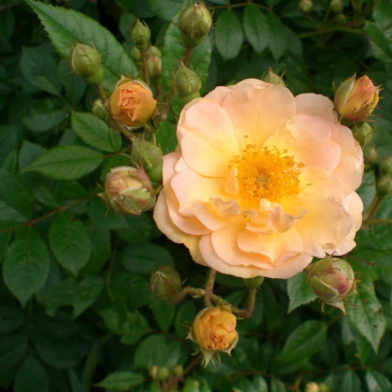 Rosa Ghislaine de Féligonde