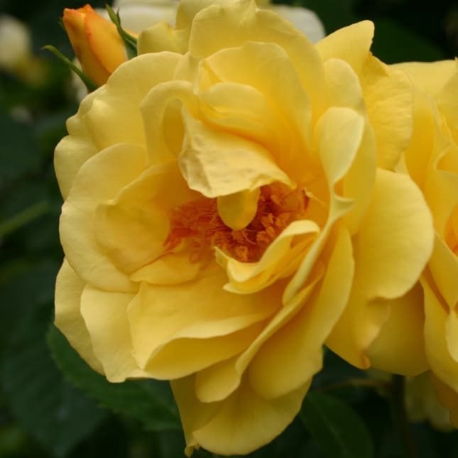 Rosa Golden Gate®