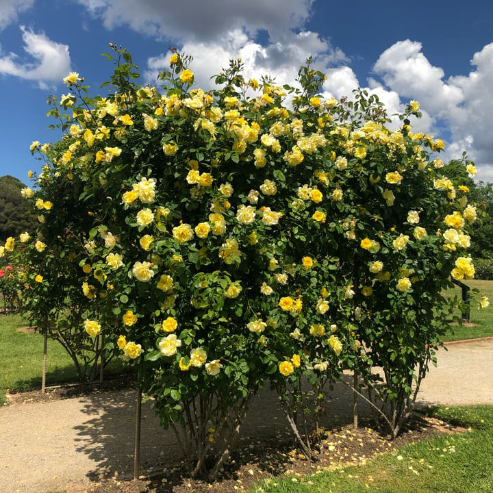 Rosa Golden Gate®