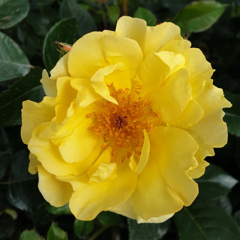 Rosa Goldspatz®