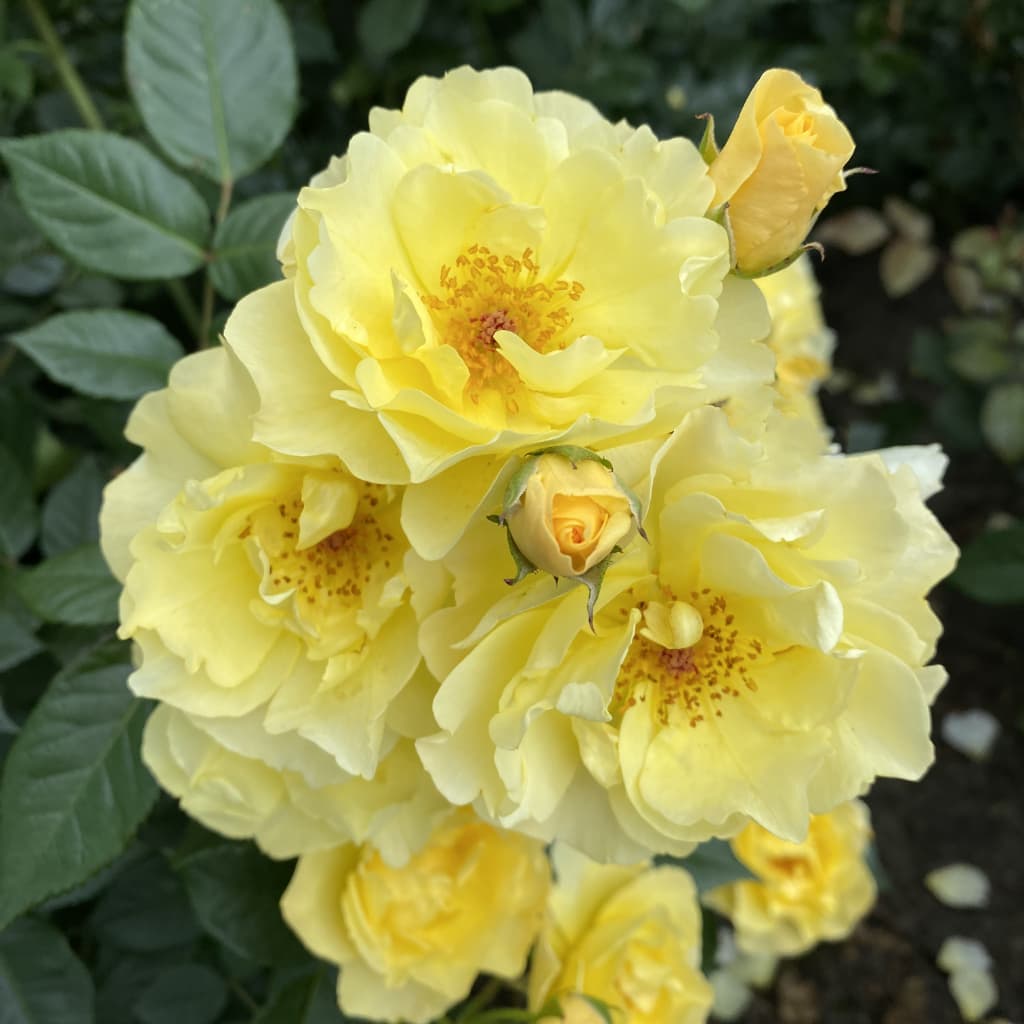 Rosa Goldspatz®