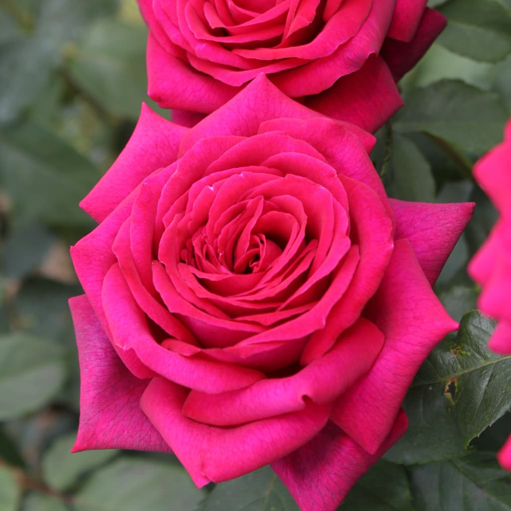 Rosa Gräfin Diana®