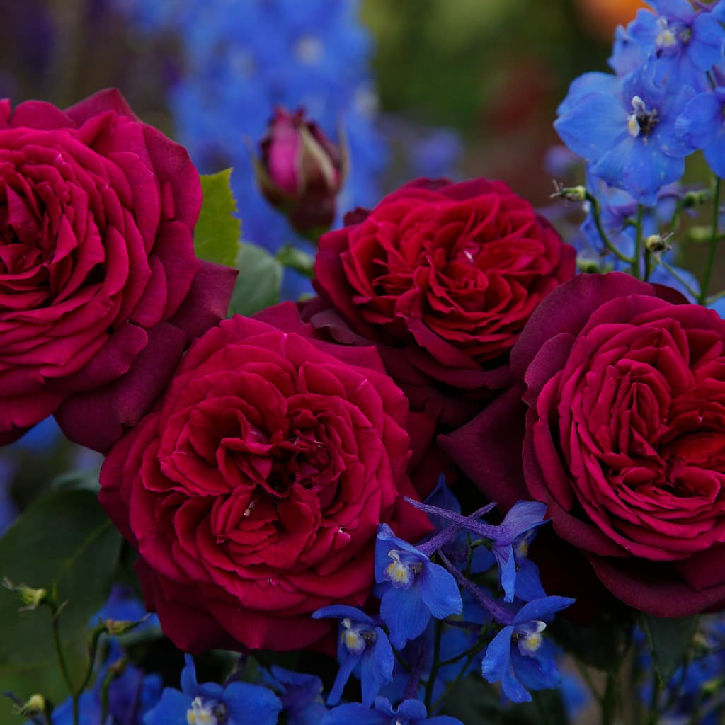 Rosa Gräfin Diana®