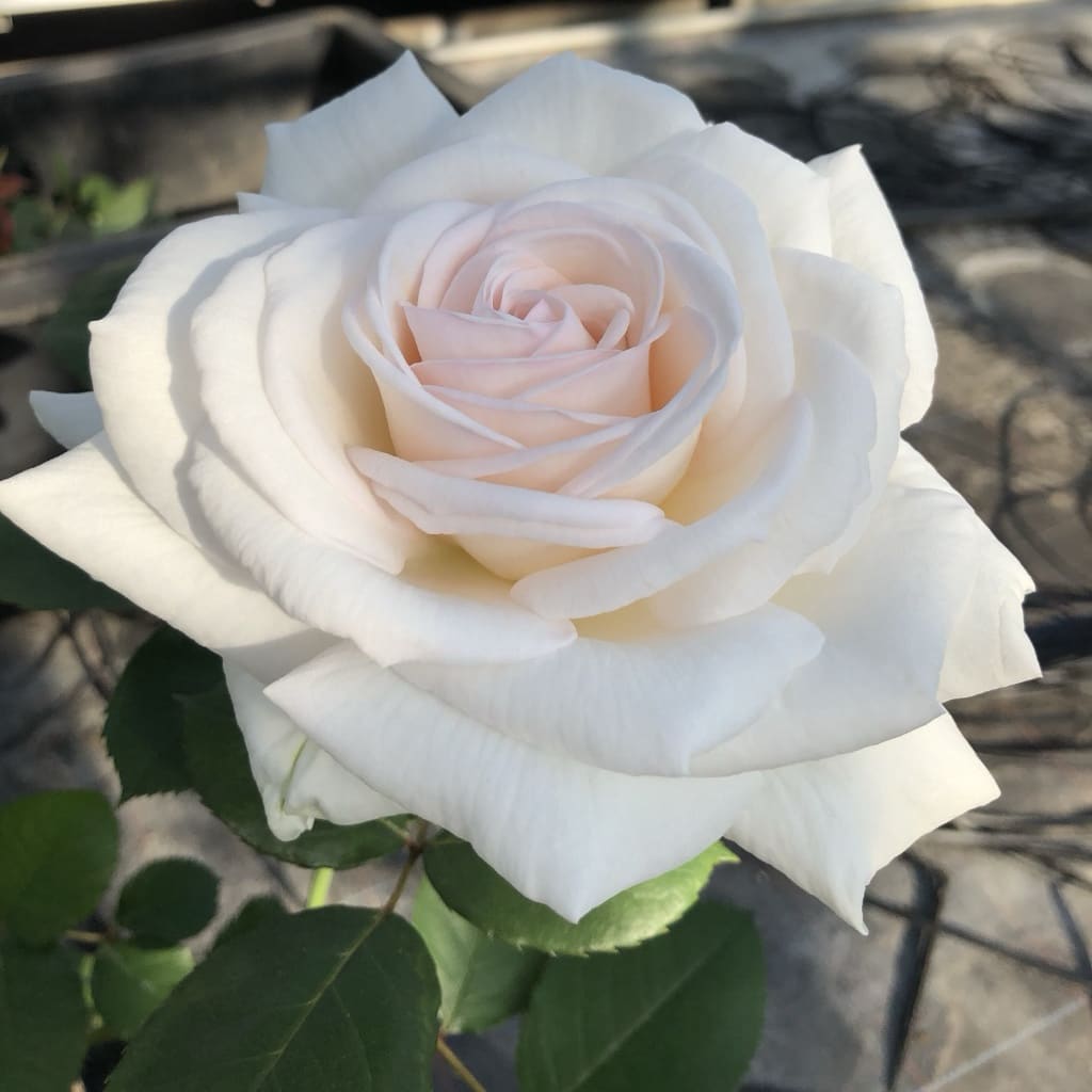 Rosa Gräfin Elke zu Rantzau