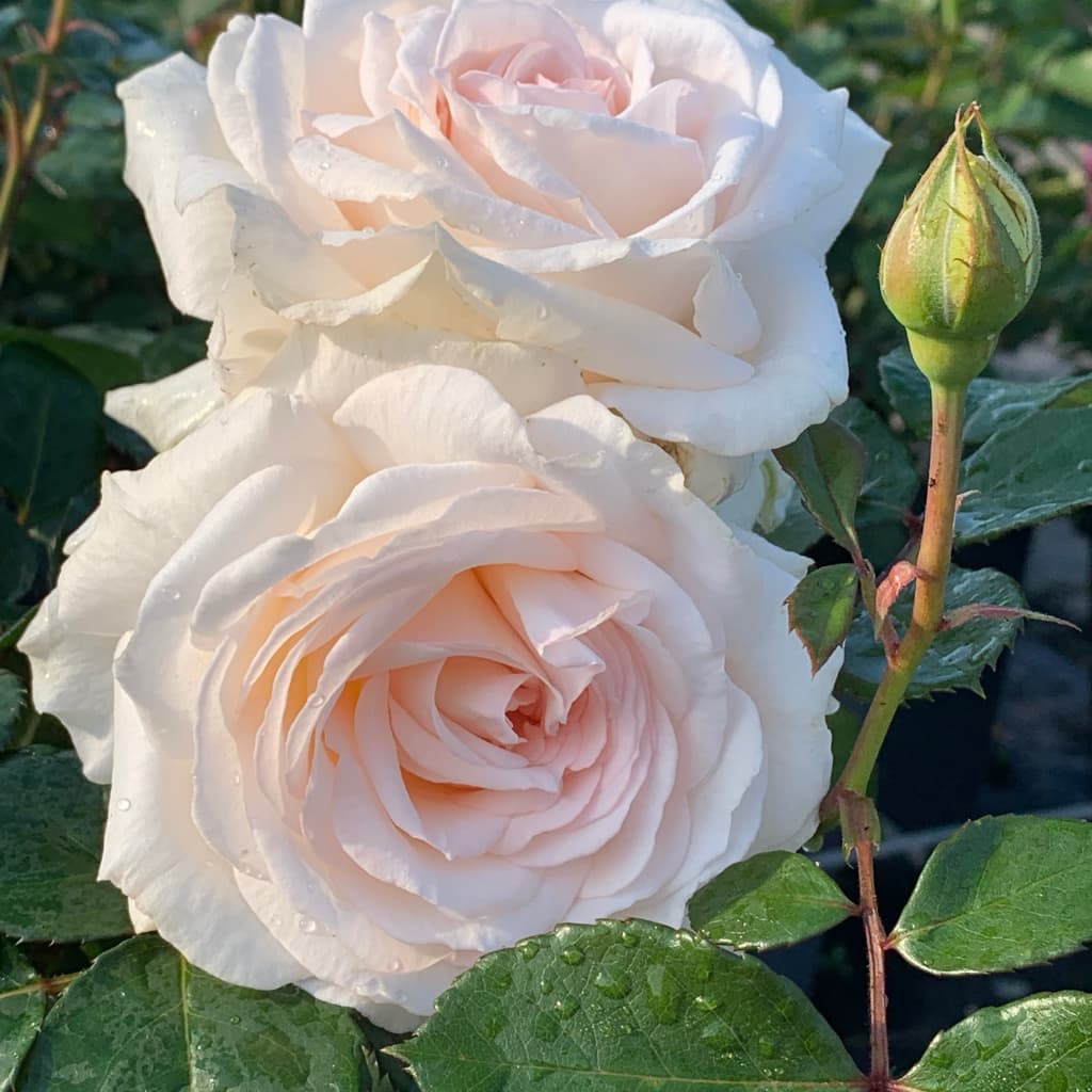 Rosa Gräfin Elke zu Rantzau