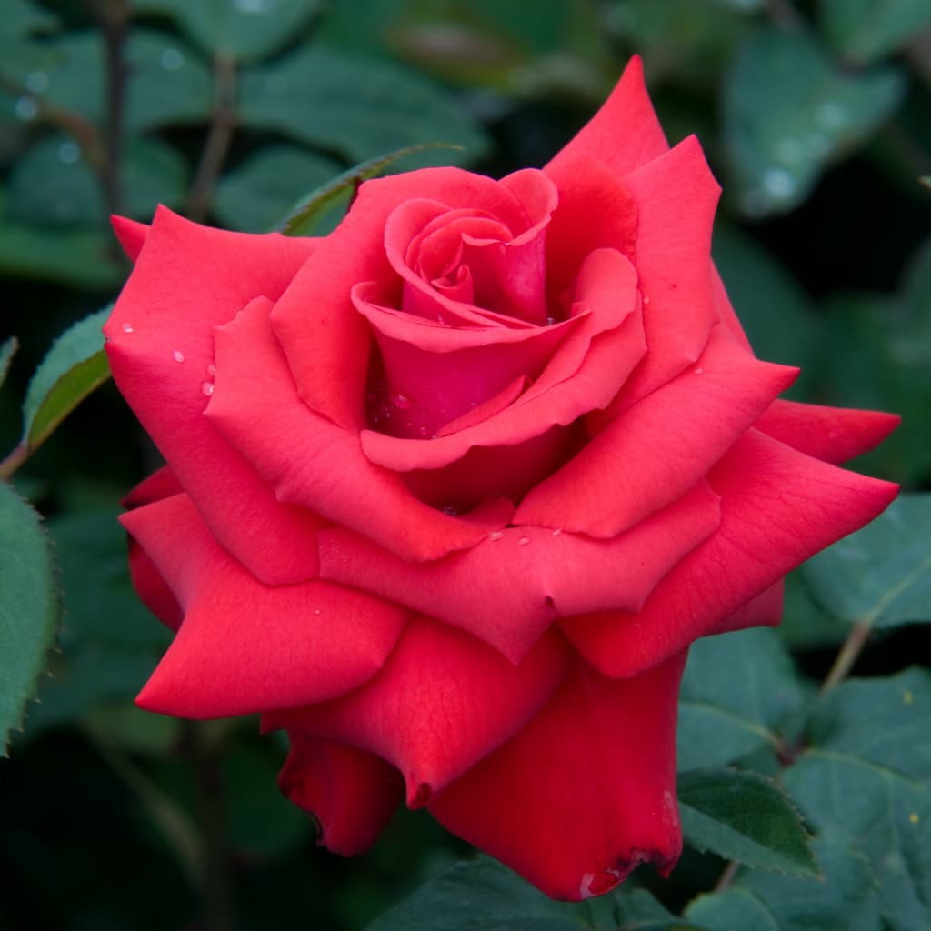 Rosa Grande Amore®