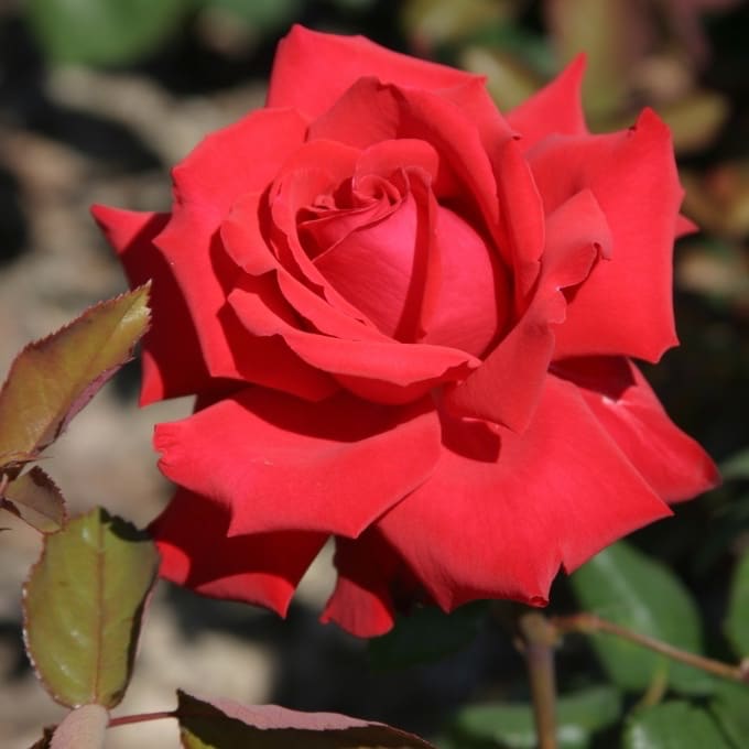 Rosa Grande Amore®