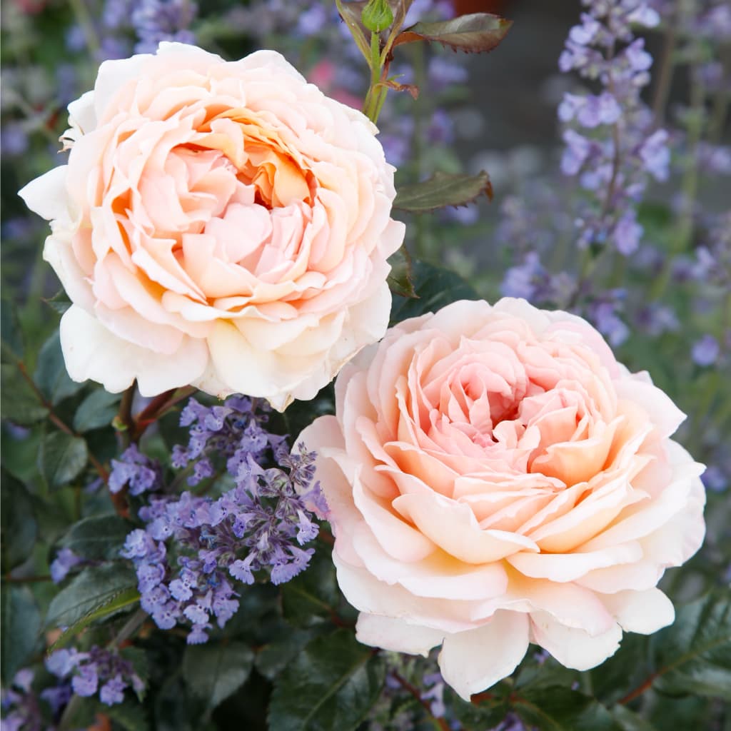 Rosa Großherzogin Luise®