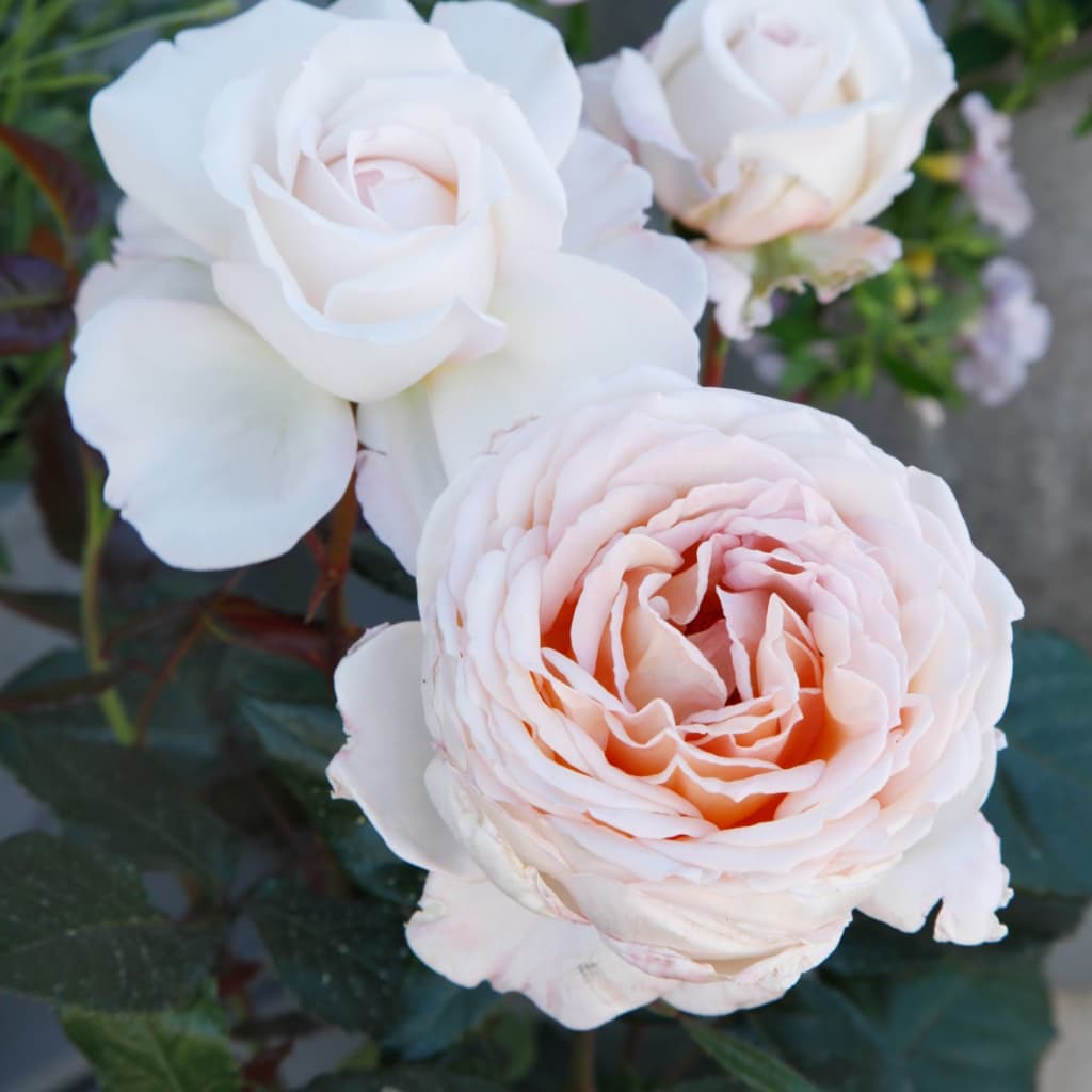 Rosa Großherzogin Luise®