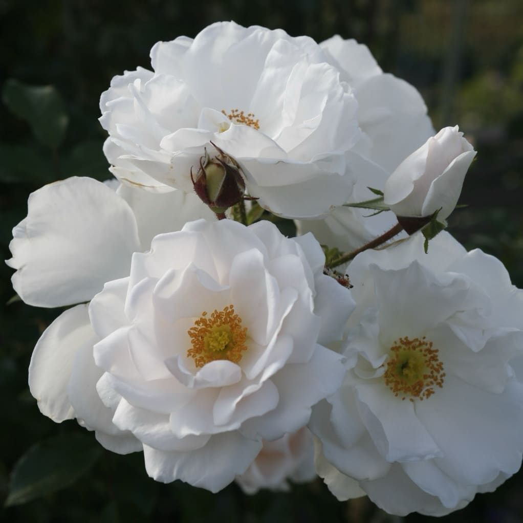 Rosa Hella