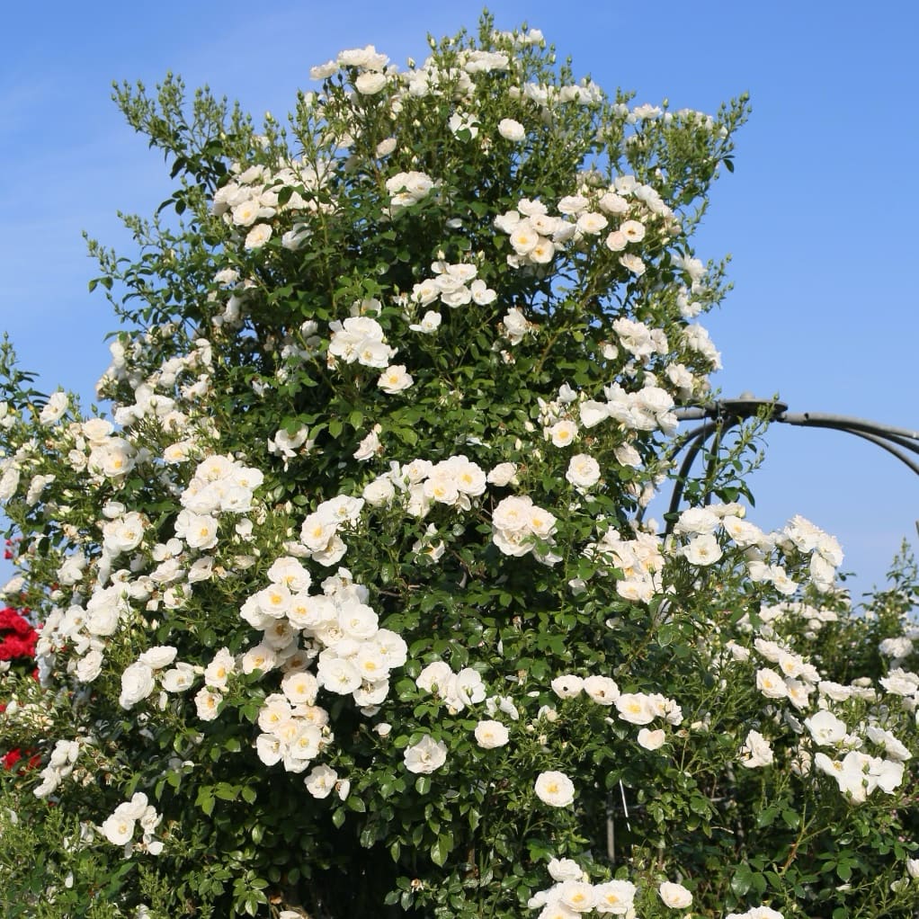 Rosa Hella