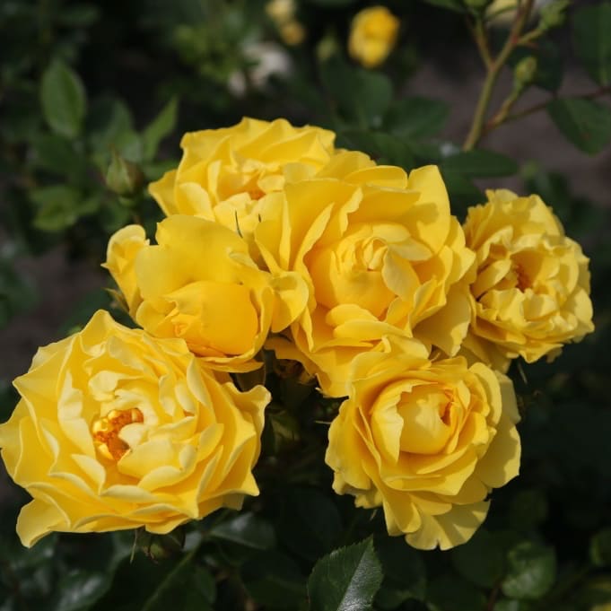 Rosa Here Comes the Sun®