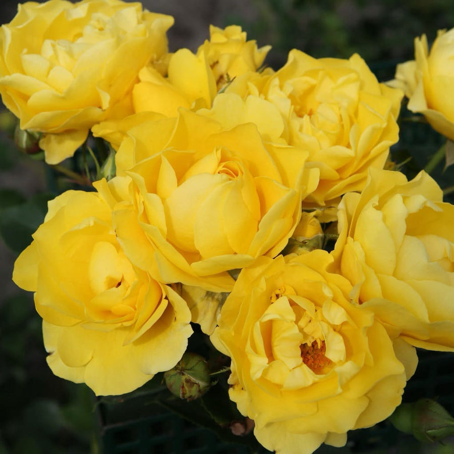 Rosa Here Comes the Sun®